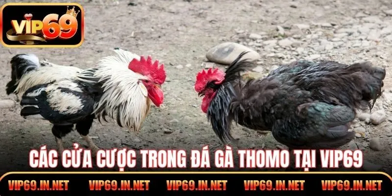 Đá Gà Thomo VIP69 - Kỹ Thuật, Luật Chơi Và Kinh Nghiệm Hay Các cửa cược trong đá gà Thomo