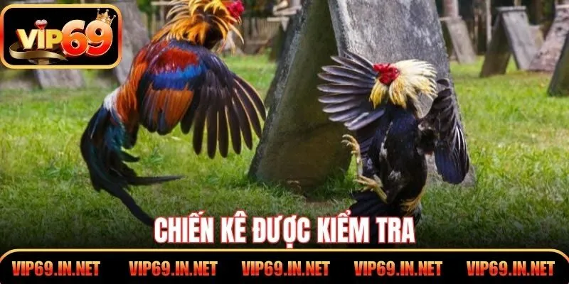 Đá Gà Thomo VIP69 - Kỹ Thuật, Luật Chơi Và Kinh Nghiệm Hay Chiến kê được kiểm tra