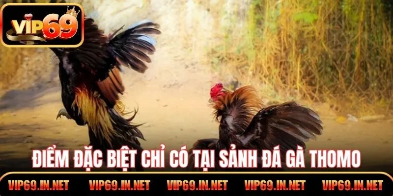 Đá Gà Thomo VIP69 - Kỹ Thuật, Luật Chơi Và Kinh Nghiệm Hay Điểm đặc biệt chỉ có tại sảnh đá gà Thomo tại VIP69